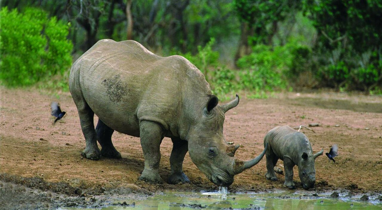 Ein Breitmaulnashorn trinkt mit seinem Kalb an einem Wasserloch, in der Nähe sind Vögel