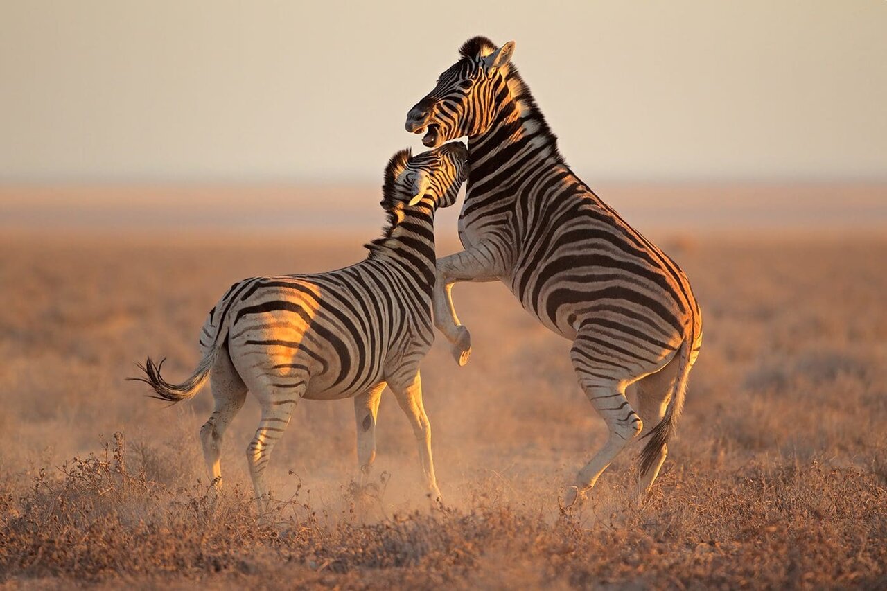 Zwei Zebras kämpfen spielerisch und bäumen sich bei Sonnenuntergang auf einer trockenen Grasebene auf