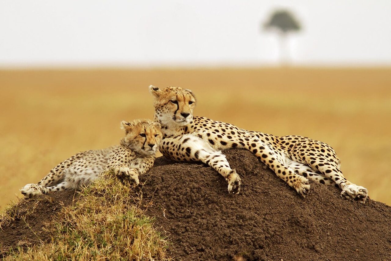 Ein Gepard und ihr Jungtier ruhen zusammen auf einem Termitenhügel im goldenen Grasland