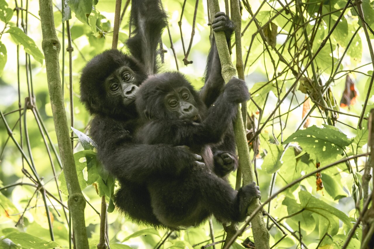 Zwei junge Berggorillas klammern sich an Lianen und Äste in einem dichten grünen Wald