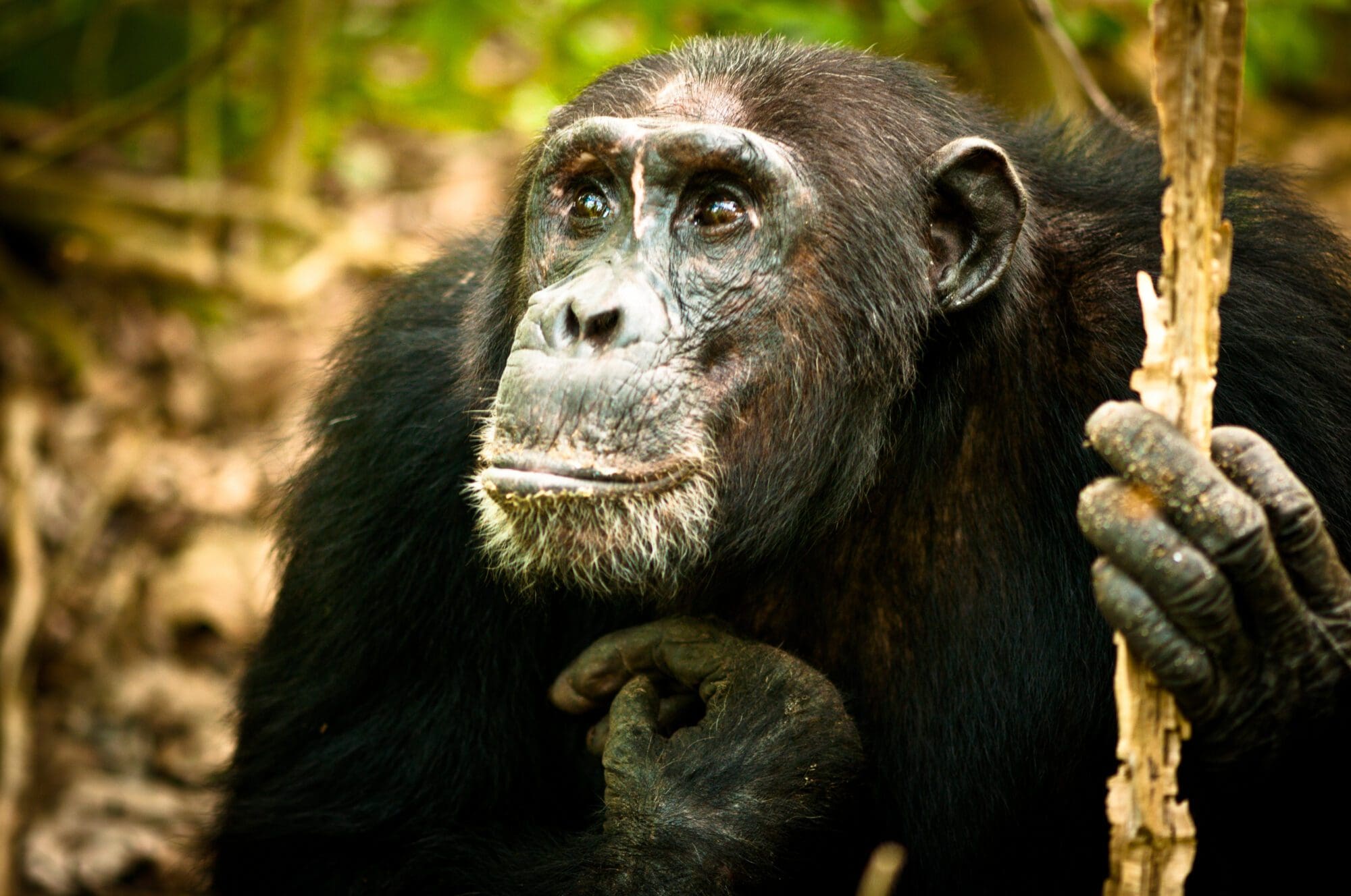 Schimpansenwanderung