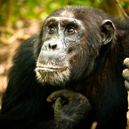 Bwindi Impenetrable Forest, Zuhause der Berggorillas