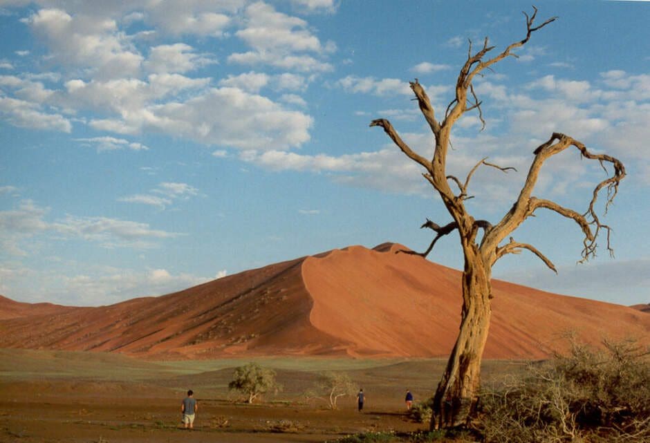 A weathered dead tree beside a red sand dune with hikers in the distance under a cloudy sky