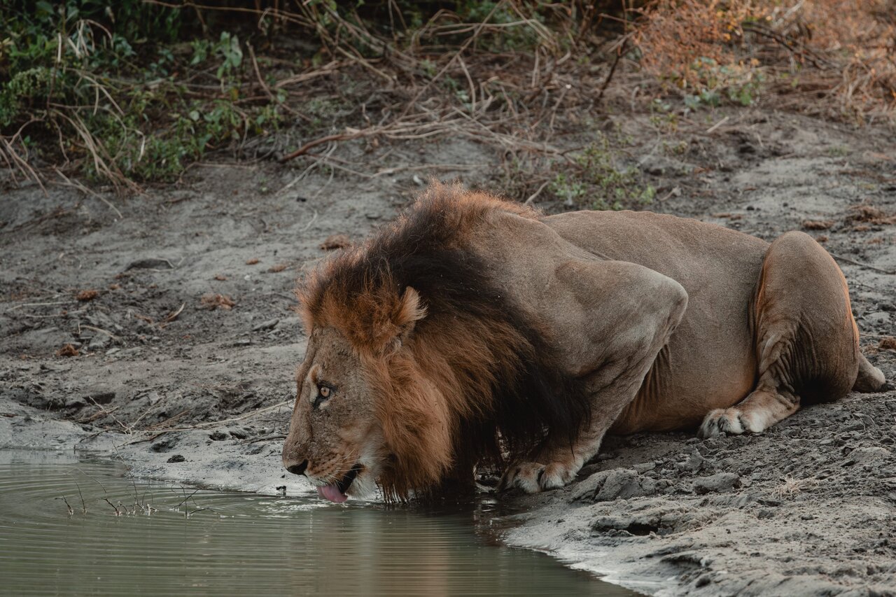 A male lion with a full mane drinking at a muddy waterhole