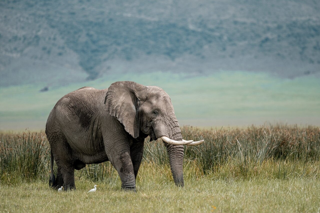An elephant with long tusks walking through grass, two egrets at its feet, misty hills behind