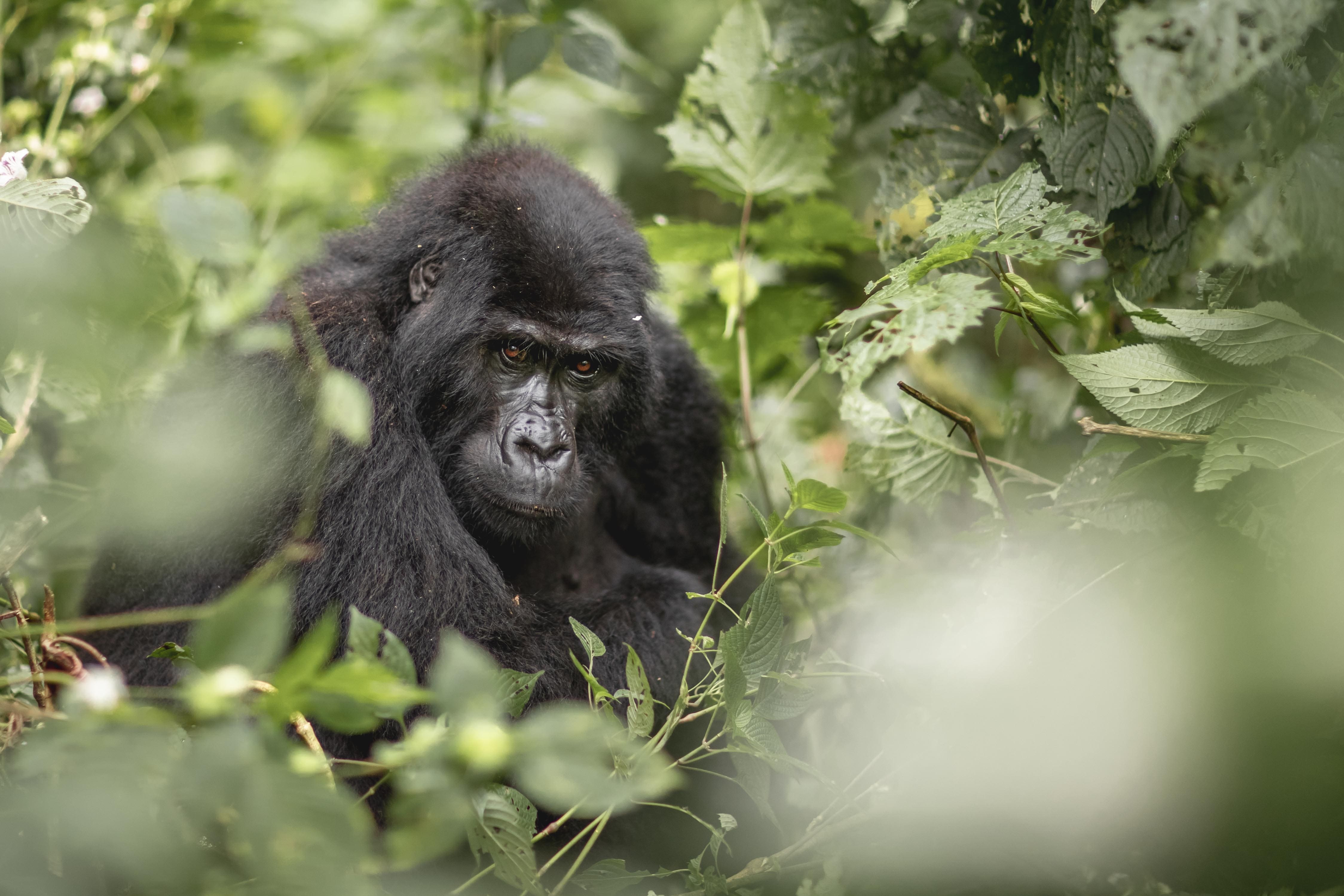 Gorillatrekking-Ausflug