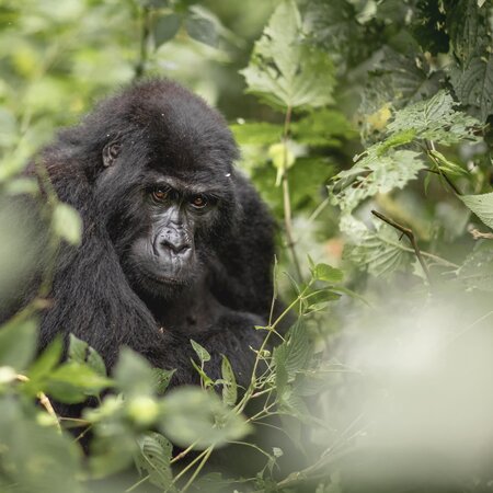 Murchison Falls, wo der Nil sich durch sieben Meter zwängt