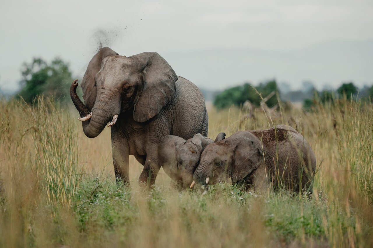 Ein Elefant sprüht Staub über zwei Kälber im hohen Gras, im diesigen Hintergrund Bäume