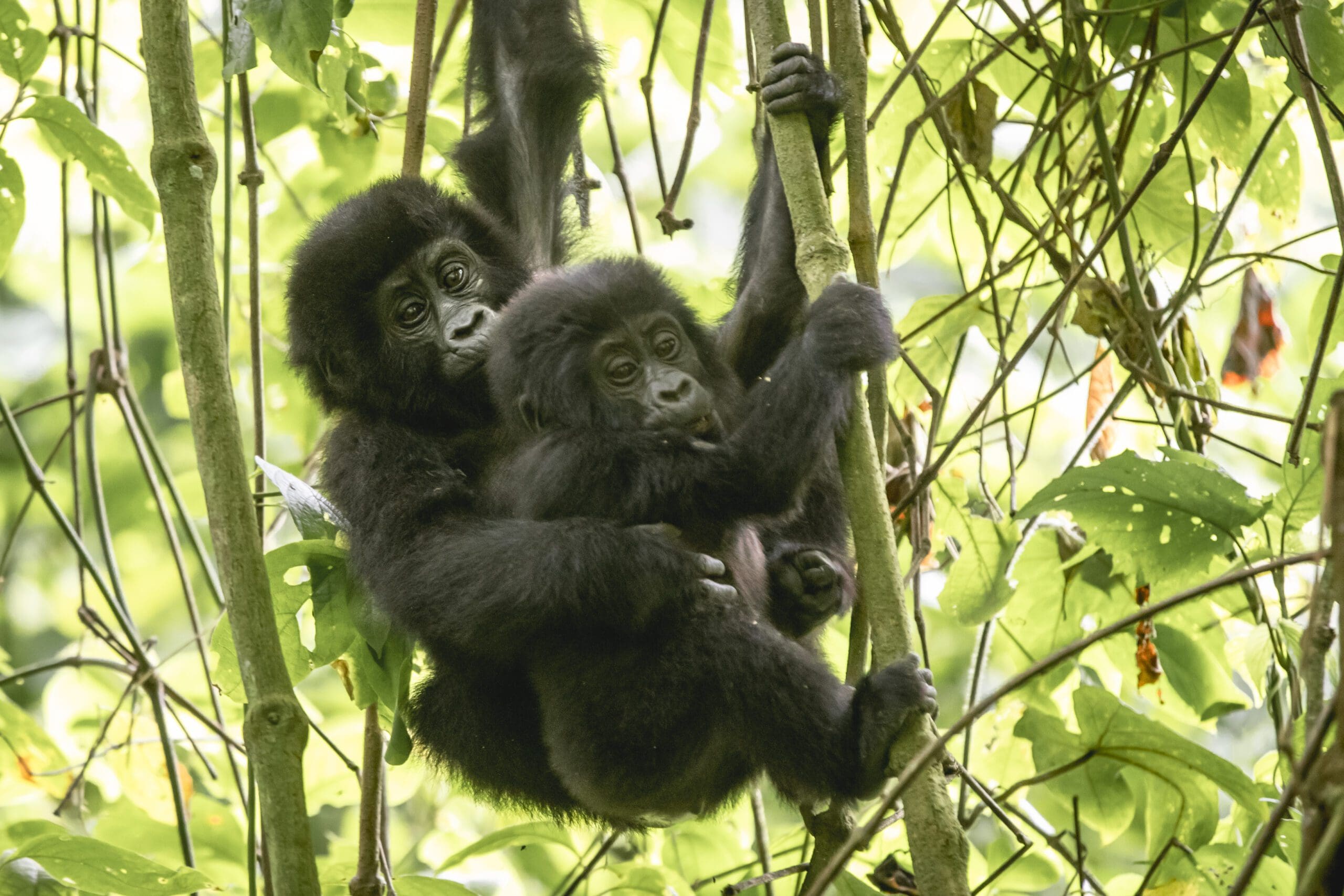 Murchison Falls Nationalpark