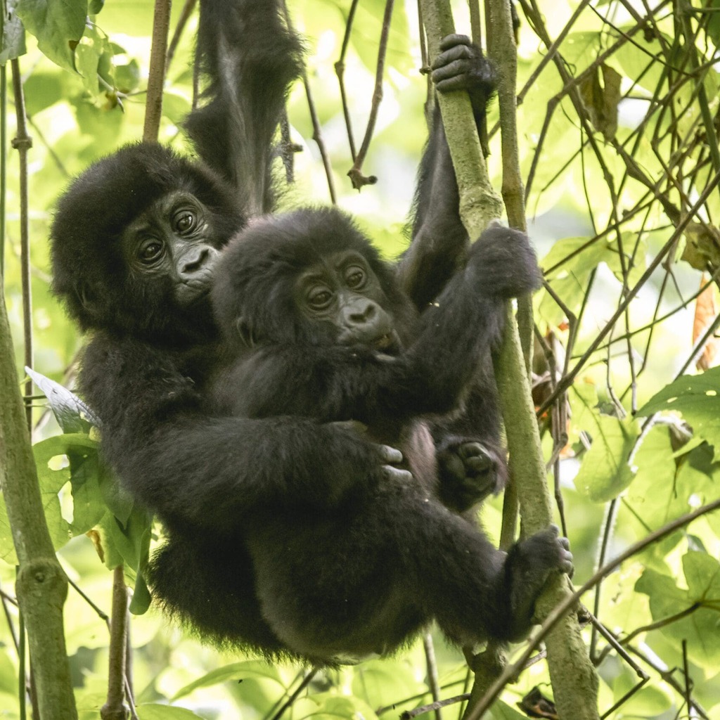 Murchison Falls Nationalpark