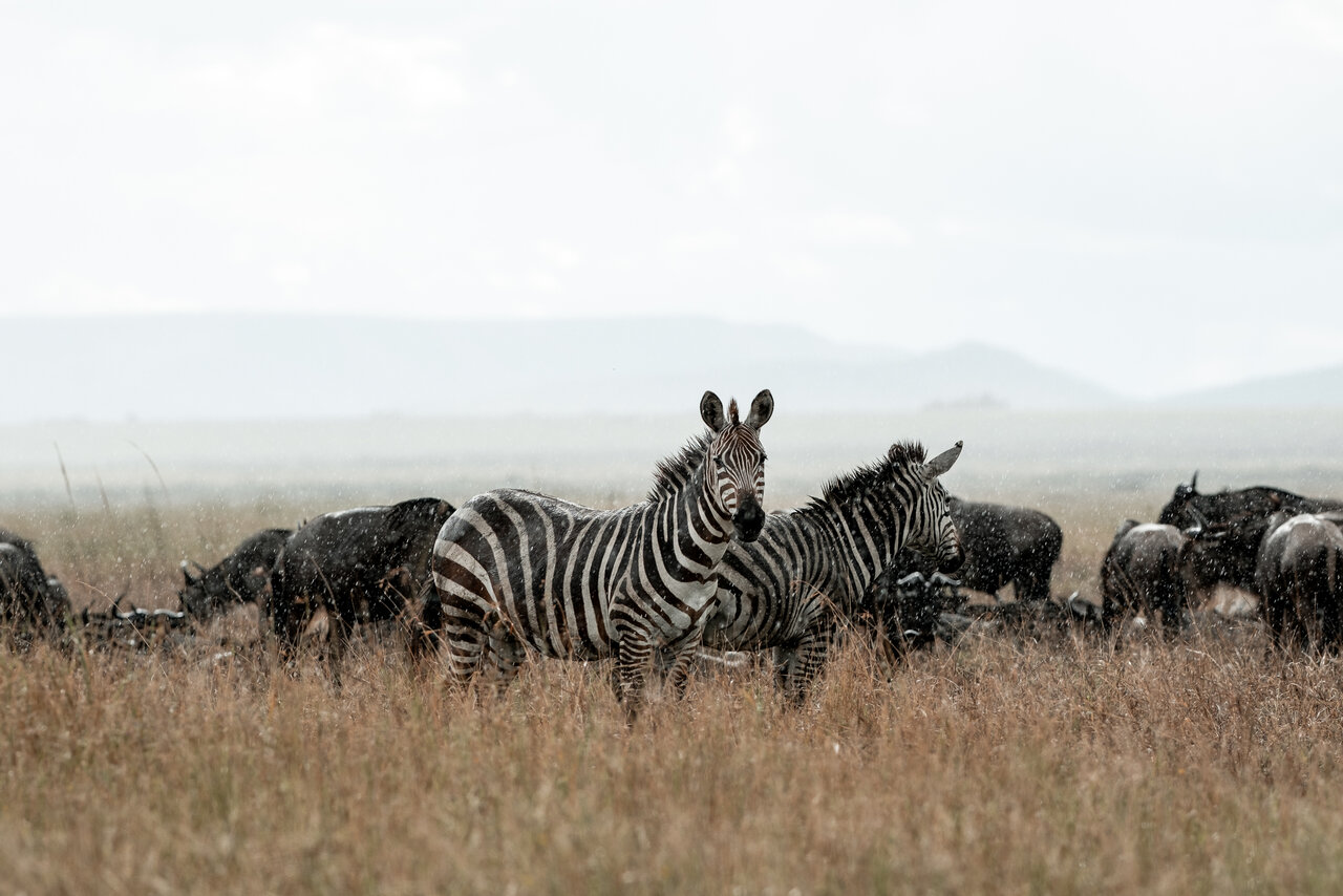 Zebras standing among a wildebeest herd on the grassland in light rain