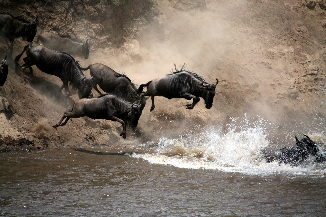 Gnus springen während der Migration von einem staubigen Flussufer in einen schlammigen Fluss