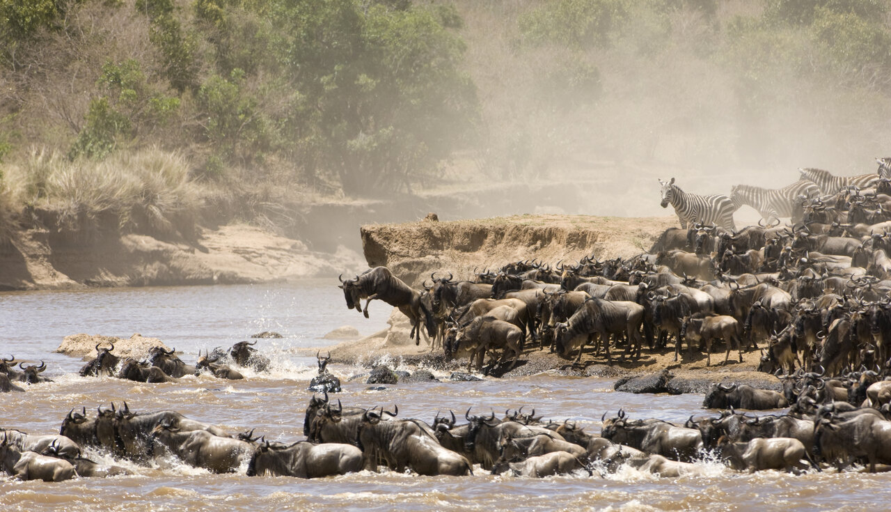 Gnus e zebras atravessam um rio lamacento em meio a uma nuvem de poeira durante a migração