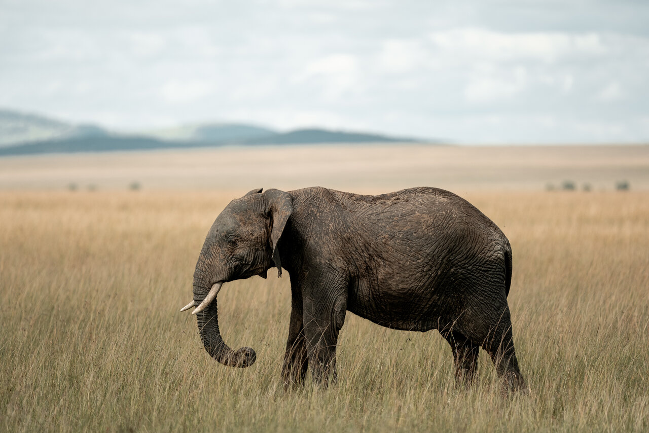 Um elefante caminha por entre altos capins da savana com colinas ao fundo