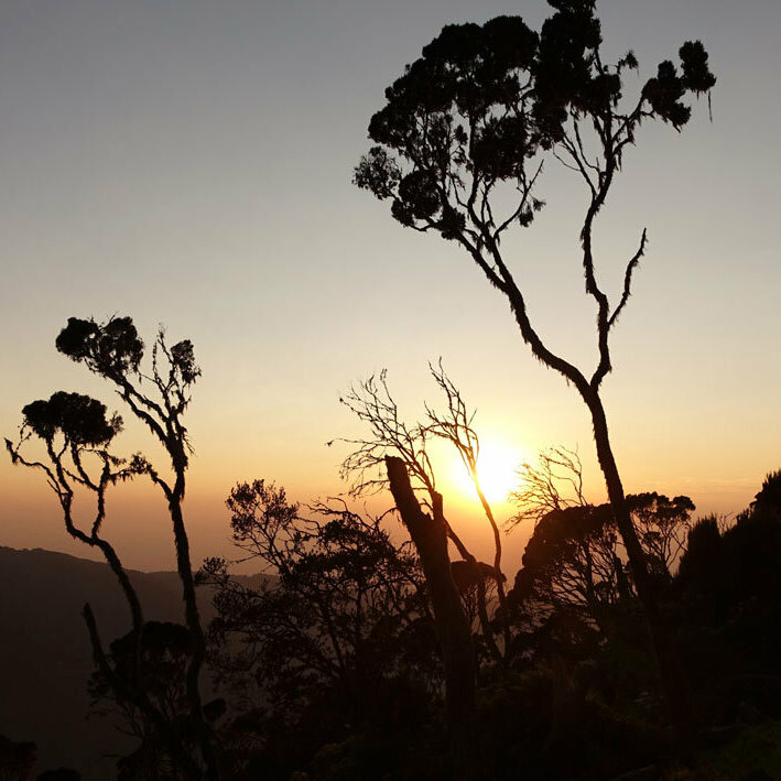 Árboles en silueta contra un atardecer ardiente sobre lejanas cadenas montañosas