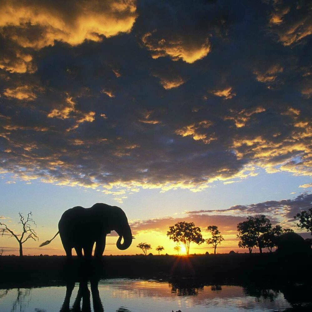Delta del Okavango