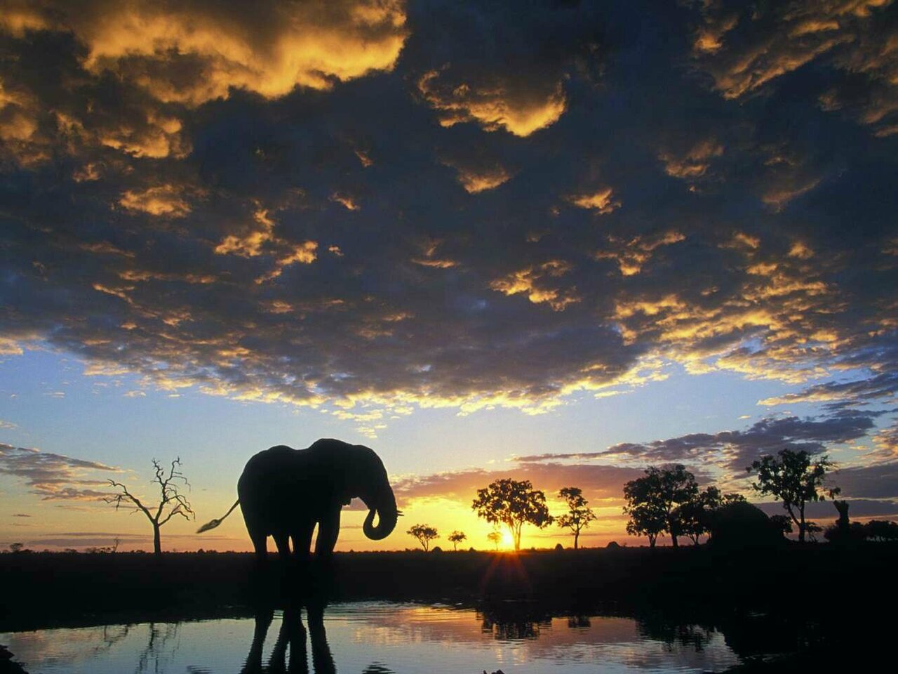 Un elefante solitario bebe en una charca bajo un colorido atardecer de cielo cargado de nubes