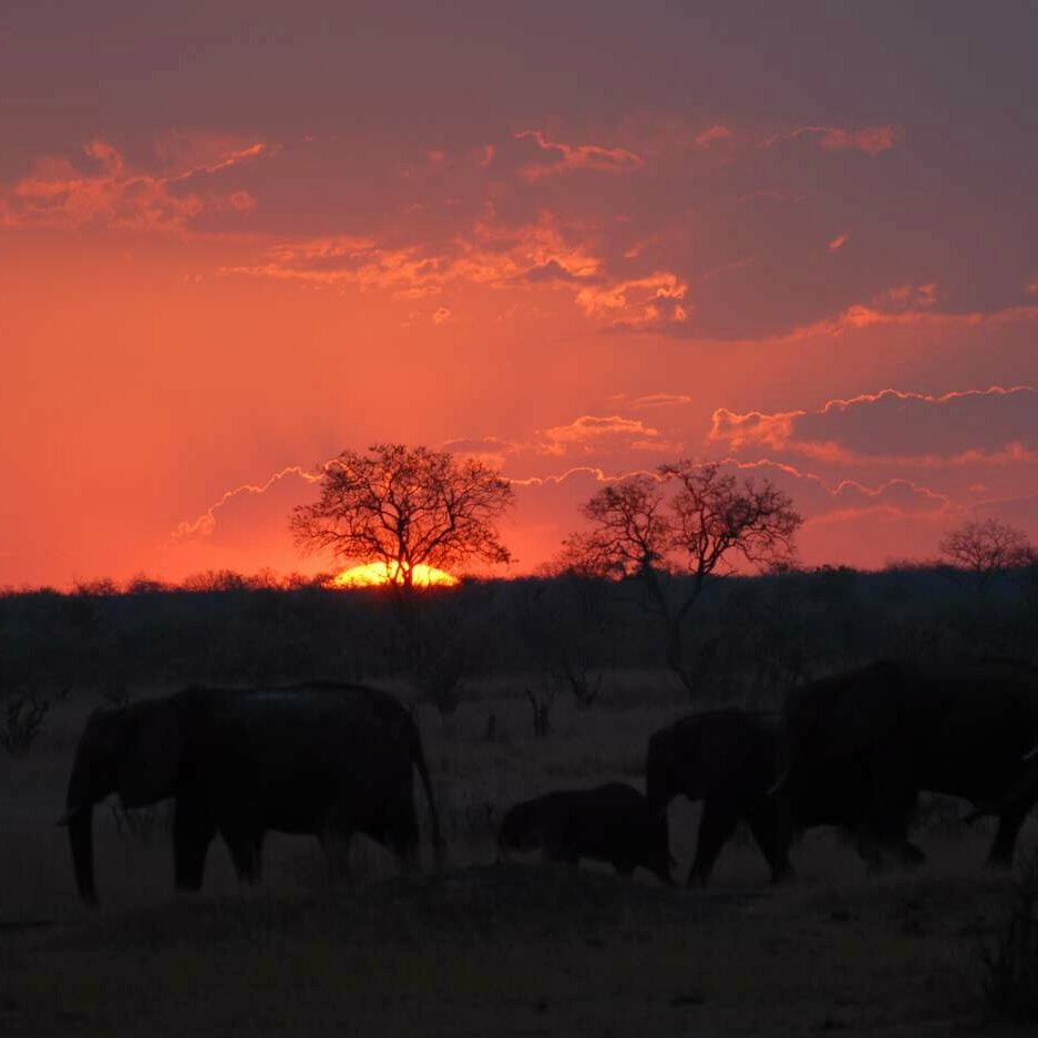 Manada de elefantes en silueta contra un rojo atardecer africano