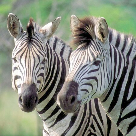 Circuito em grupo pelo sul da África - Safari em camping ou lodge