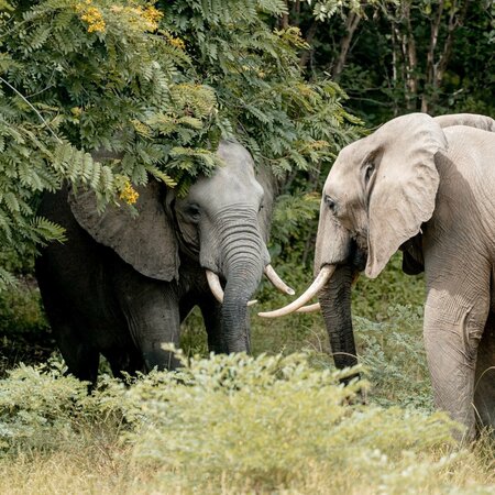 Kenya