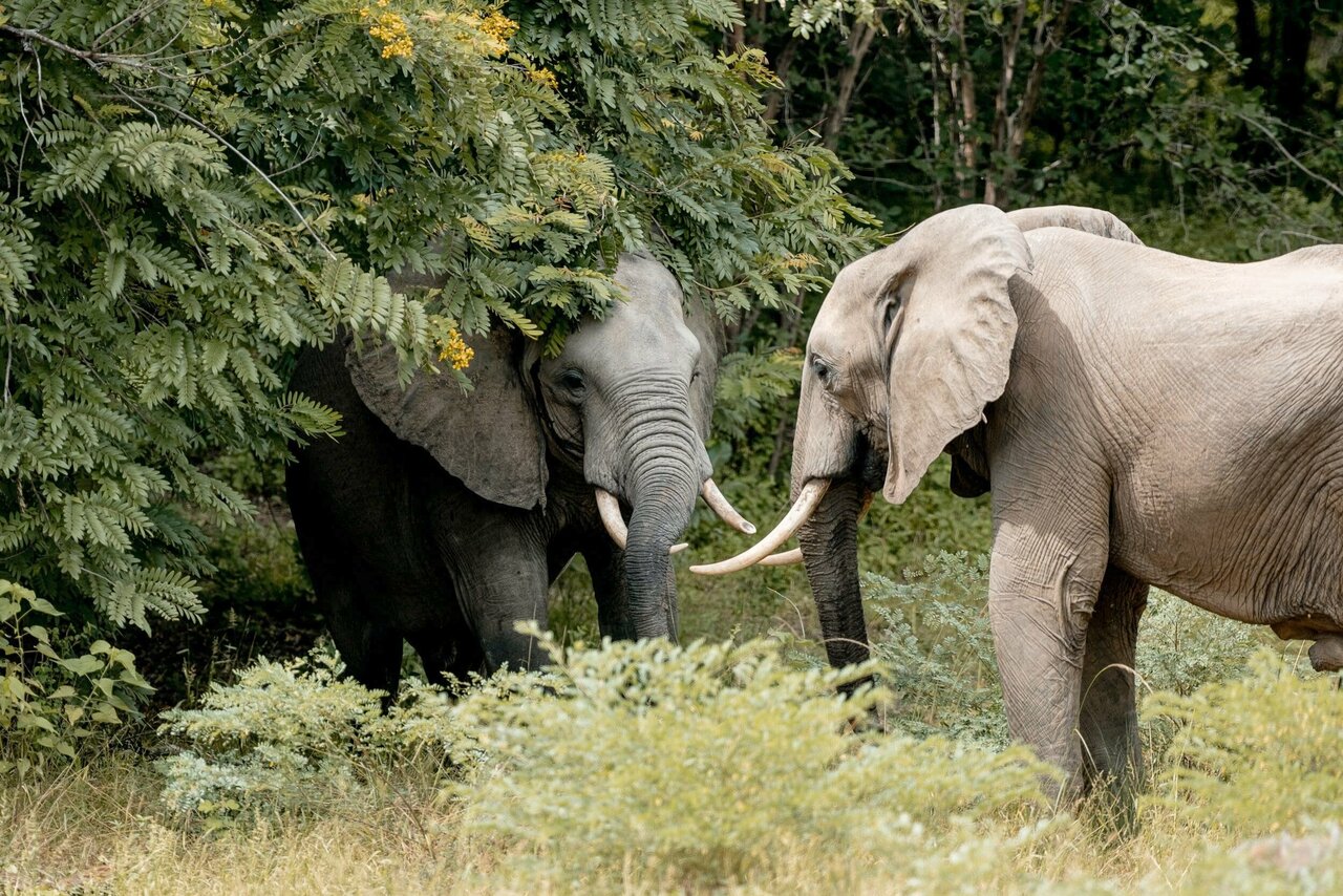 South Equator Safari: Group trip across Africa