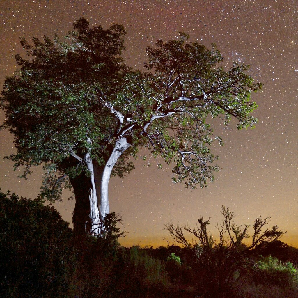 Un gran árbol en silueta de noche bajo un cielo cuajado de estrellas